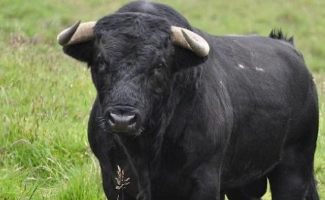 Kontroverse um den Stierkampf: Tierschutzminister Héctor Rubín kritisiert Senatsentscheidung