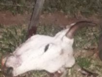 Massive Viehdiebstähle machen Rinderzüchtern zu schaffen