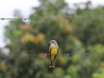 Vogelbeobachter gesucht