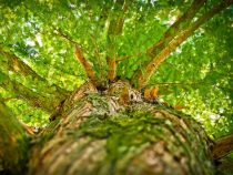 Weltweit größte Millettia-Pinnata Produktion in Paraguay rüstet auf