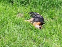 Freilaufende Hunde können tödlich sein