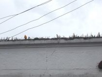 Mauern mit Glasscherben werden stark nachgefragt