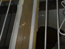Vandalen unter den Demonstranten