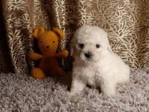 Tierliebe, die manchmal blind macht
