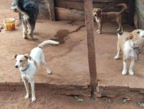 8 verlassene Hunde gerettet
