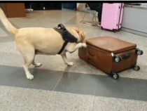 Feine Nase: Hund entdeckt Kokain im Koffer