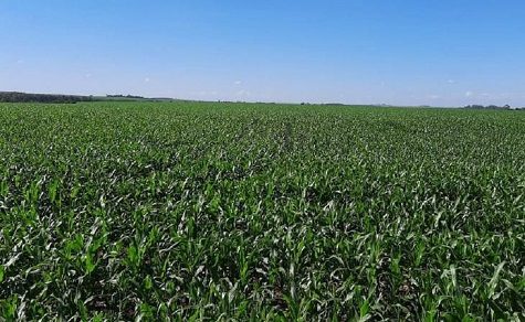 Tod auf dem Maisfeld: Deutscher gerät unter schwere Landmaschine