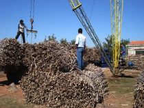 Zuckerrohr-Saison 2026: Zwischen Rekordernte und Kostendruck