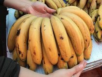 Alles Banane?