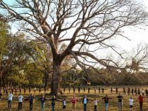 Gesucht wird: Der Baum des Volkes 2021