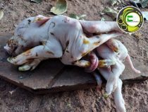 Ein Ferkel mit 8 Beinen