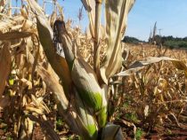 Starke Frostschäden: Weizen müsste sogar importiert werden