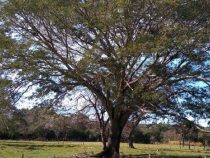 Kolosse der Erde: Ein 160 Jahre alter Baum könnte den ersten Platz erreichen