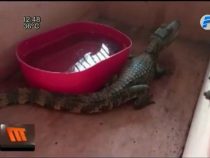 Ein Alligator in der Stadt unterwegs