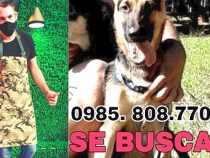 Fernsehkoch bitten um Hilfe nach dem Diebstahl seiner Schäferhundwelpen