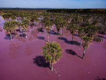 Lago Ypoa stark kontaminiert