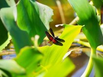 Paraguays Flora und Fauna