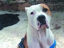 Pitbull wurde eingeschläfert, nachdem er seine Besitzerin angriff