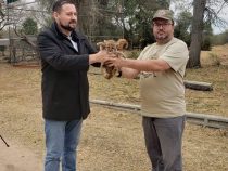 Zwei Puma-Babys im Chaco gerettet