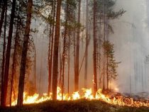 Forstinstitut verlängert Aussetzung der Brenngenehmigung zur Verhinderung von Waldbränden