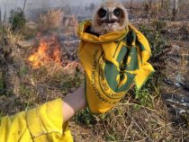 Feuerwehr rettet Baby-Eule aus einer Flammenhölle