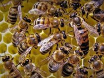 Mann stirbt nach Bienenangriff