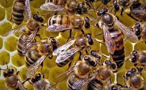 Mann stirbt nach Bienenangriff