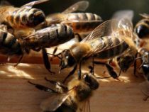 Bienenschwarm zum Schutz vor Dieben: Ganze Nachbarschaft angegriffen und fünf Hunde getötet