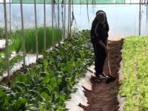 Gartenbau soll verstärkt gefördert werden