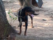Kleines Mädchen wird von einem Hund angegriffen und getötet