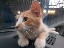 Einem Tierquäler auf der Spur: Katze fast ertränkt