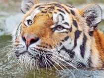 Horacio Cartes vergleicht die Colorado-Partei mit einem Tiger, dem man am Schnurrbart zieht