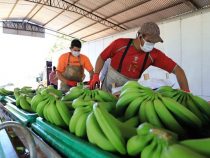 Rekordumsatz beim Bananenexport