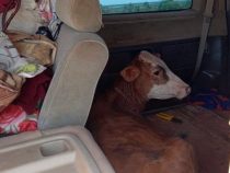Gestohlene Kühe im Kleinbus transportiert