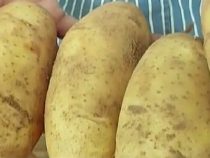 Kartoffel- und Zwiebelbauern klagen über niedrige Umsätze