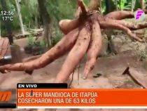 Landwirt träumt vom Guinness-Rekord: 63-Kilo-Maniok geerntet