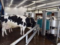 Alarmierende Zahlen: Milchexporte stürzen um 31 % im Volumen ab