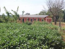 UN-Menschenrechtsausschuss verurteilt Paraguay wegen der Verseuchung einer indigenen Gemeinde