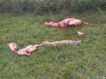 Wegen 25 kg Fleisch sitzt ein Mann seit Monaten im Gefängnis
