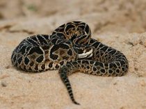 Drama am Wasser: Angler von Giftschlange ins Bein gebissen