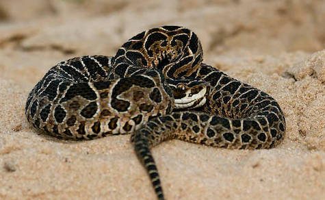 Drama am Wasser: Angler von Giftschlange ins Bein gebissen