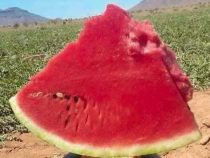 Das Festival der Wassermelonen: Schnitzel und Nudeln im Angebot