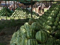 Experten-Alarm: Vorsicht beim Verzehr von Wassermelone