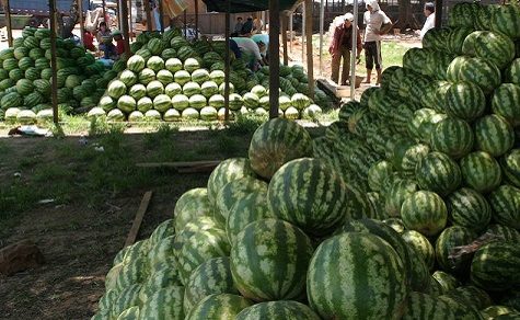 Paraguay exportiert erstmals 21 Tonnen Wassermelonen nach Uruguay