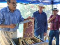Bienen züchten und Honig produzieren