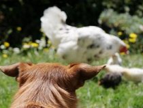 Mehr als 15 Anzeigen, weil ein Hund angeblich Hühner jagt