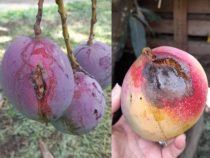 Seltsame Krankheit bei den Mangos entdeckt
