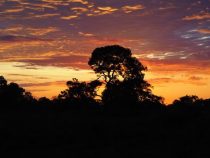 Regenwaldabholzung so dramatisch wie nie zuvor