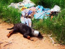 Zwei Rottweiler grausam getötet