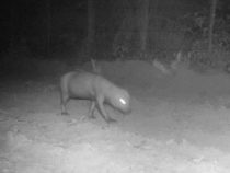 Vom Aussterben bedrohte Tierrasse im Nordosten des Landes gesichtet